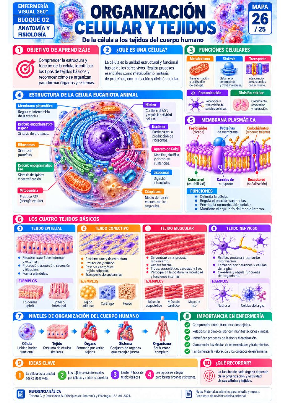 Anatomía y Fisiología